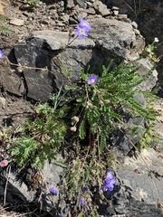 Polemonium pulcherrimum