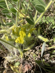 Astragalus exscapus