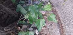 Cocculus orbiculatus