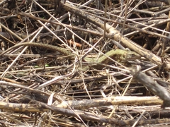 Phoenicolacerta laevis