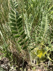 Astragalus exscapus