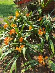 Clivia miniata