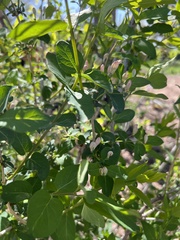 Lonicera tatarica