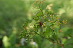 Graphosoma italicum