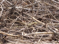 Phoenicolacerta laevis