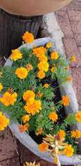 Tagetes