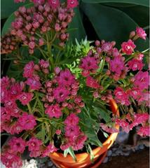 Kalanchoe
