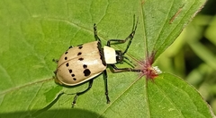 Meristata spilota