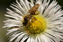 Nomada luteoloides