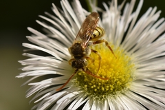 Nomada luteoloides