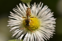 Nomada luteoloides