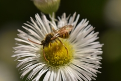 Nomada luteoloides