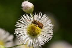 Nomada luteoloides