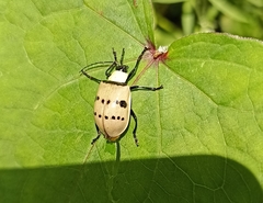 Meristata spilota
