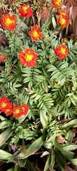 Tagetes
