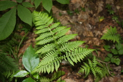 Phegopteris