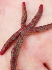 Linckia columbiae
