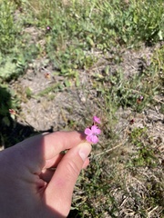 Dianthus pontederae