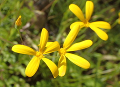 Senecio sisymbriifolius