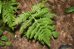 Phegopteris