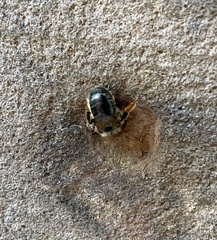 Osmia caerulescens