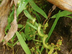 Gastrotheca riobambae
