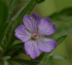 Geranium tuberosum