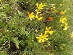 Senecio sisymbriifolius
