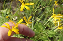 Senecio sisymbriifolius