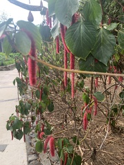 Acalypha hispida