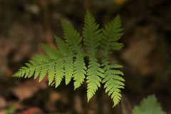 Phegopteris