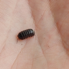 Armadillidium vulgare