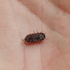 Armadillidium vulgare
