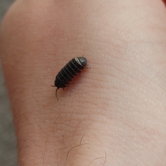 Armadillidium vulgare