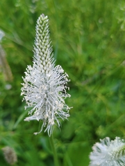 Plantago media
