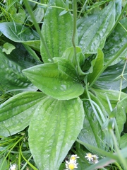 Plantago media