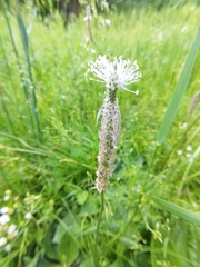 Plantago media