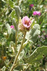 Malacothamnus palmeri