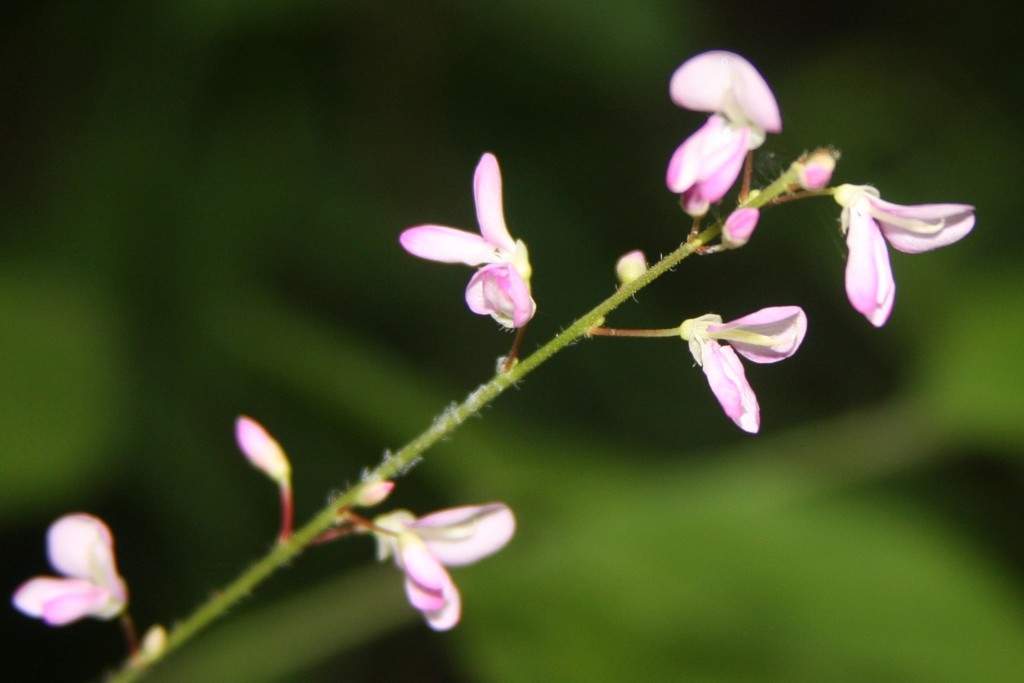 Hylodesmum