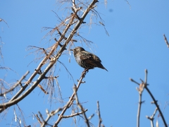 Sturnus vulgaris
