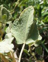 Malacothamnus palmeri
