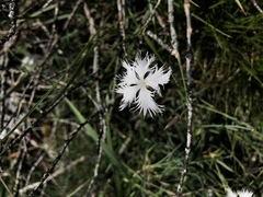 Dianthus spiculifolius