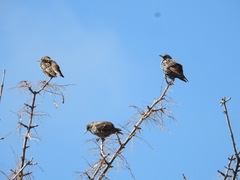 Sturnus vulgaris