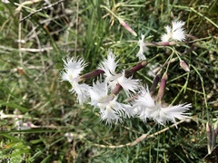 Dianthus spiculifolius