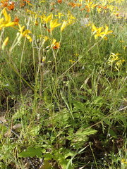 Senecio sisymbriifolius