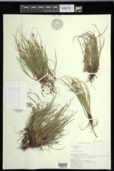 Carex deflexa