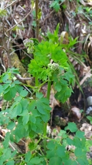 Thalictrum aquilegiifolium