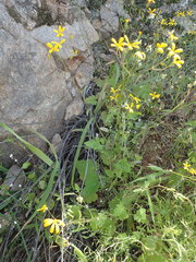 Senecio sisymbriifolius