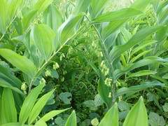 Polygonatum cyrtonema