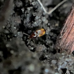 Elaphropus